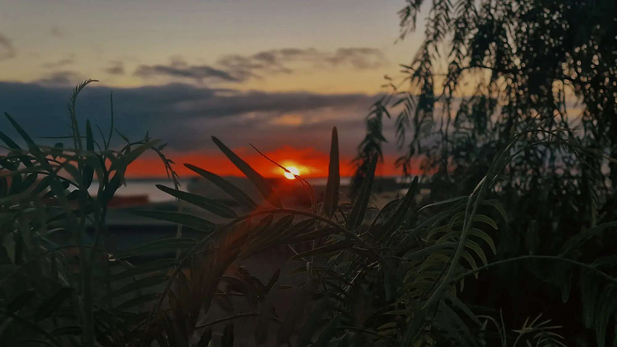 Puesta de sol sobre el mar entre la vegetación