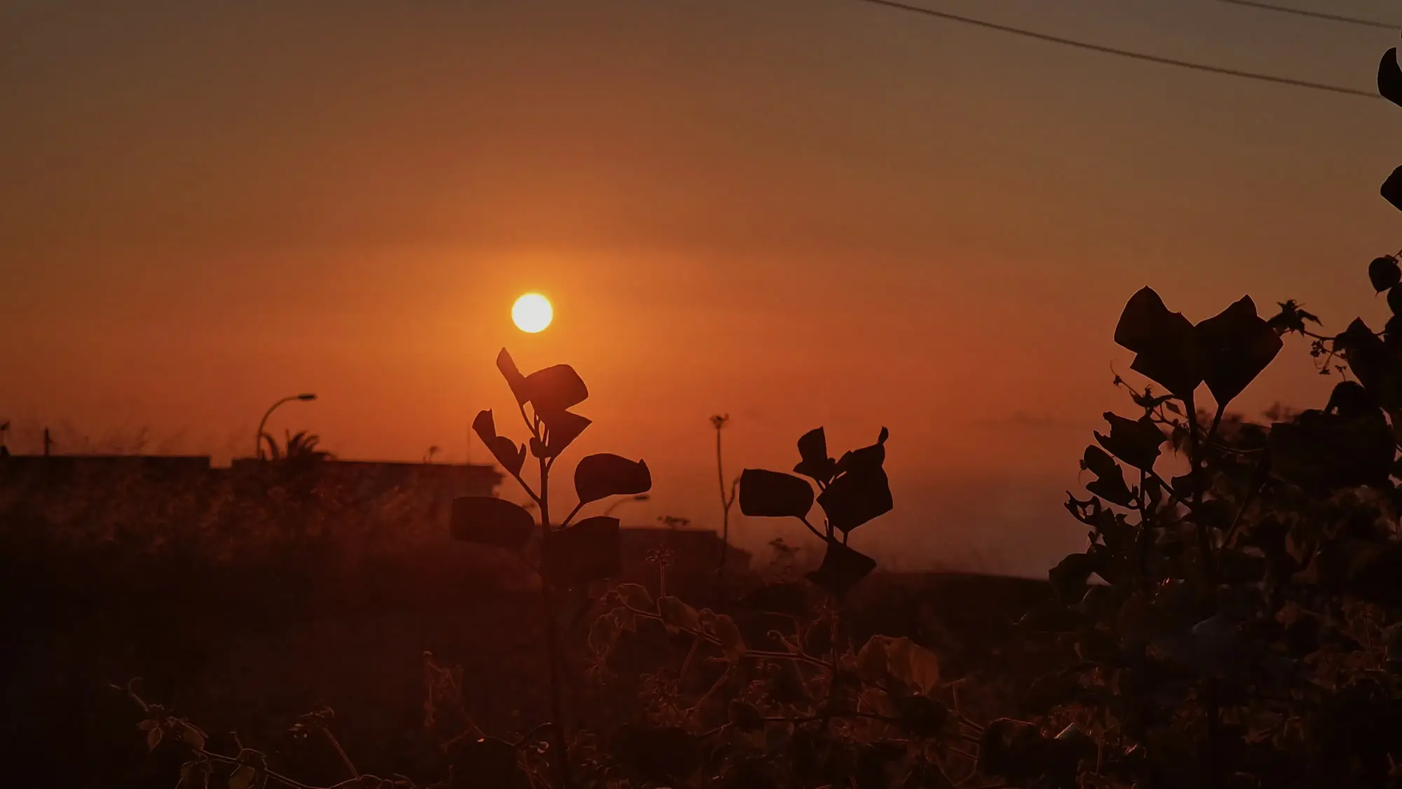 Sol naranja entre siluetas de plantas al anochecer